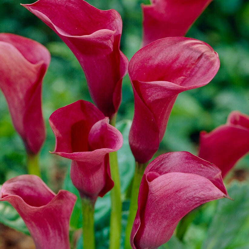 Zantedeschia Chianti 1-pakning